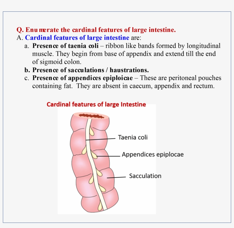 Large Intestine - Large Intestine Special Features, transparent png
