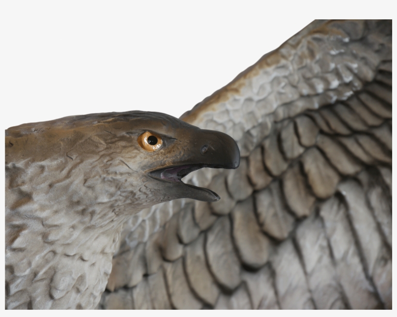 Assassin's Creed® Origins - Hawk, transparent png