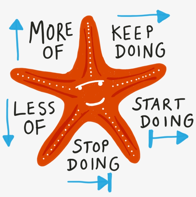 Starfish Model - Starfish, transparent png