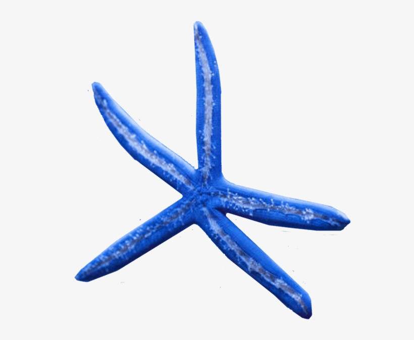 Learn More About Our Maintenance Services - Starfish, transparent png