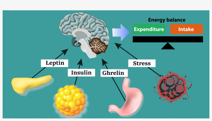 How Hunger Hormones Work Weight Loss Resources - Ghrelin Leptin And Stress, transparent png
