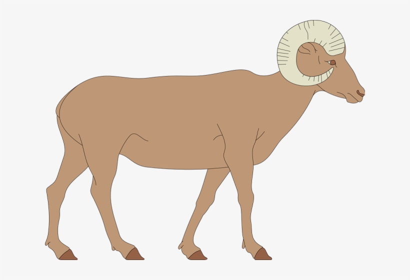 Bighorn Sheep Clipart Big Horn Sheep - Draw A Big Horn Sheep, transparent png