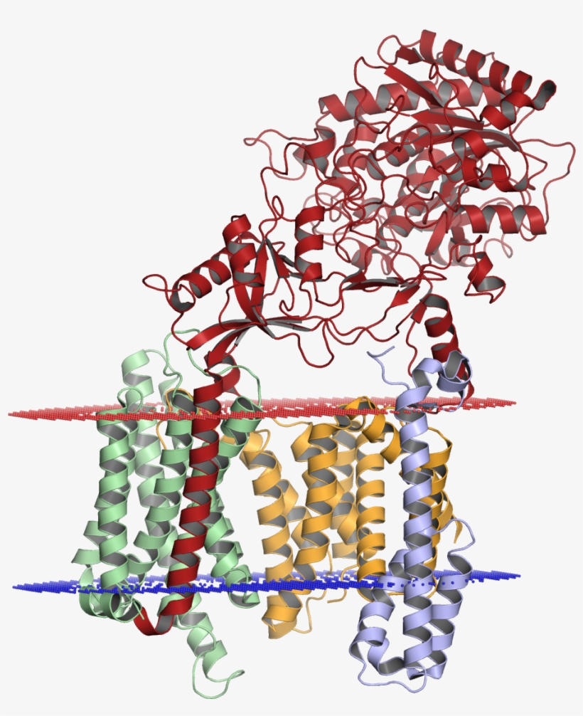 Gamma Secretase, transparent png