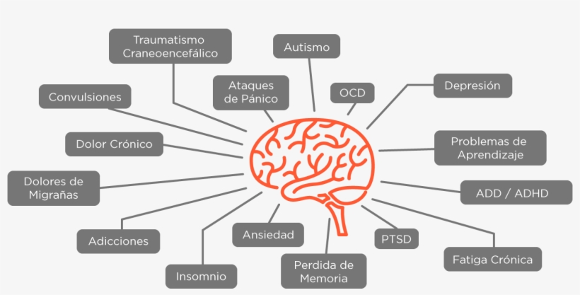 Cerebro - Diagram, transparent png