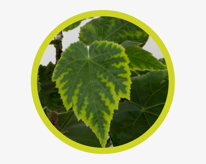 Plant Pathology, transparent png