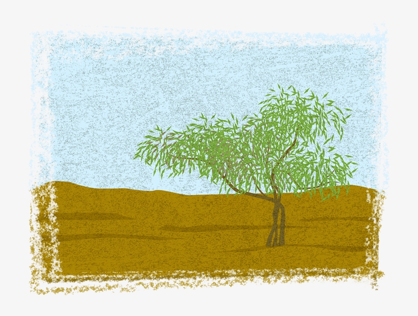 Suddenly We Have Small Trees Around The Camp One Of - Grass, transparent png