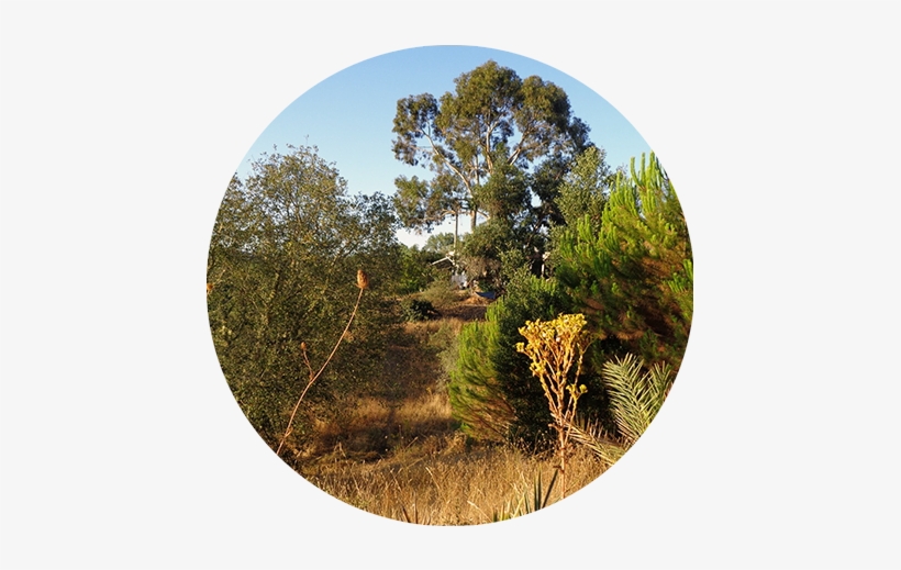 A Treasure Of Nature-3 - Shortstraw Pine, transparent png