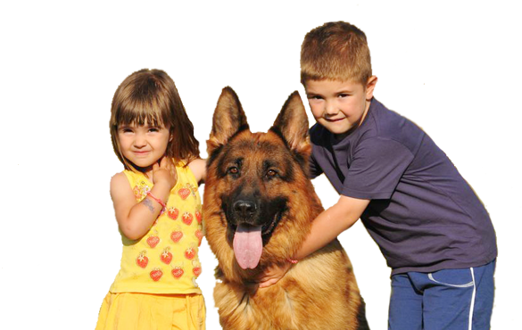 Home Protection Dogs Blog - German Shepherd (602x400), Png Download