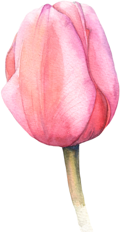 Watercolor Tulips More - Acuarela Tulipan Png (508x800), Png Download