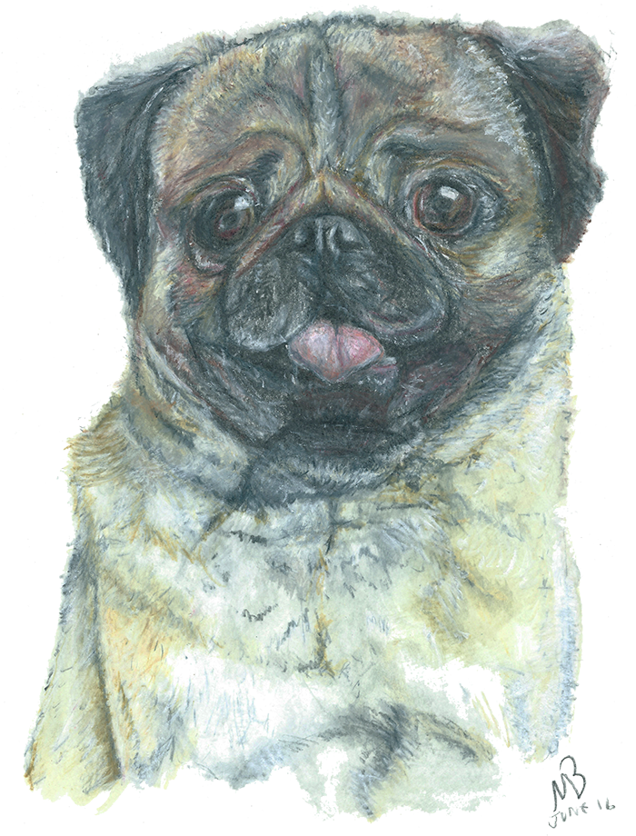 Pug, Dog, Pencil Drawing - Pug Png Artworks (700x941), Png Download