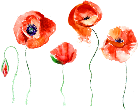 Overlay Image - Still Death Still Life [book] (500x486), Png Download