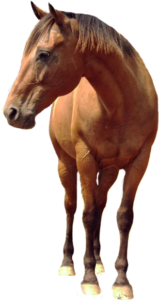 Download Amazing High-quality Latest Png Images Transparent - Horse Png (768x1024), Png Download