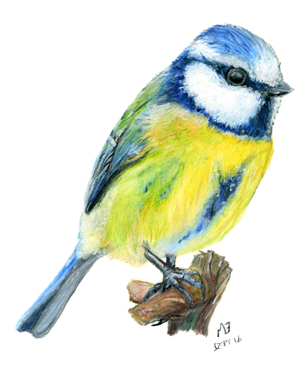Bluejay Drawing Colored Pencil Clip Art Freeuse - Blue Tit Drawing (600x730), Png Download
