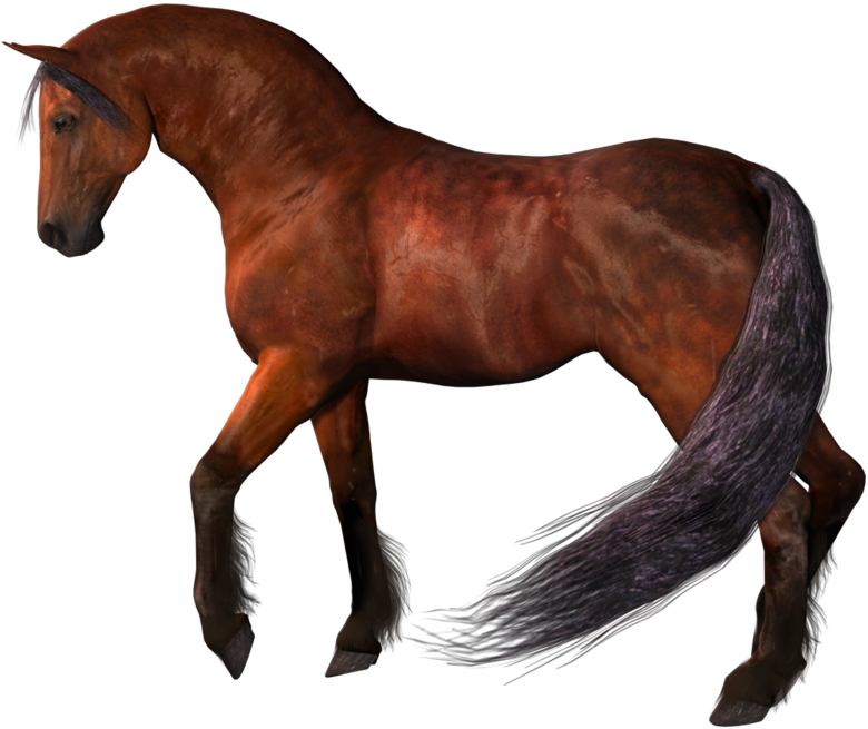 Brown Horse Png - Horse (900x750), Png Download