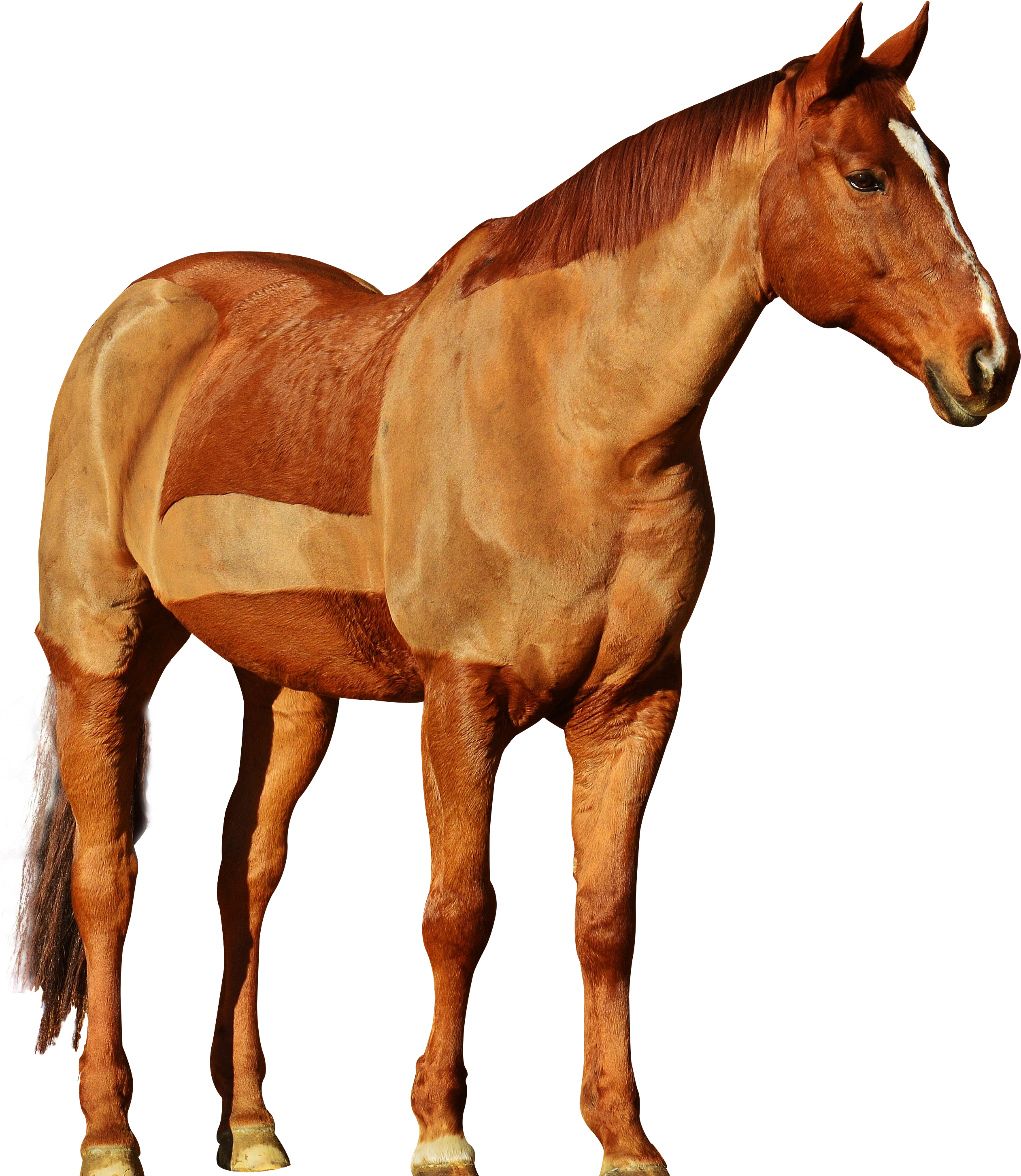 Cowboy On Horse Png Svg Black And White - Png Images Of Horse (2551x3000), Png Download