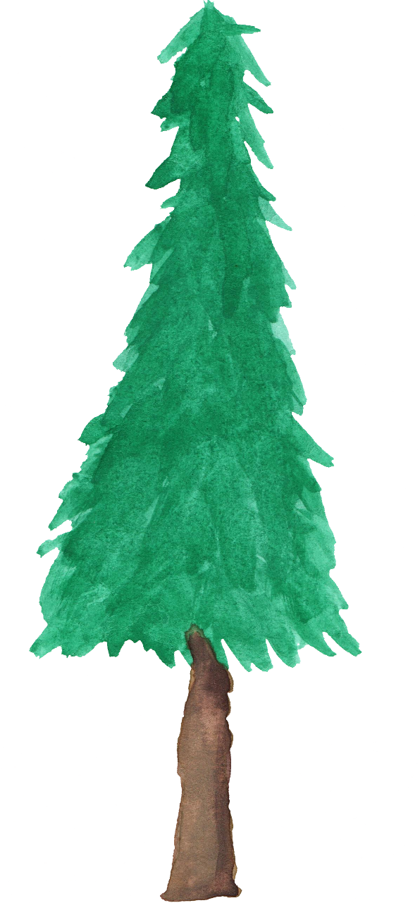 Watercolor Tree Png - Pine Tree Watercolor Png (596x1282), Png Download