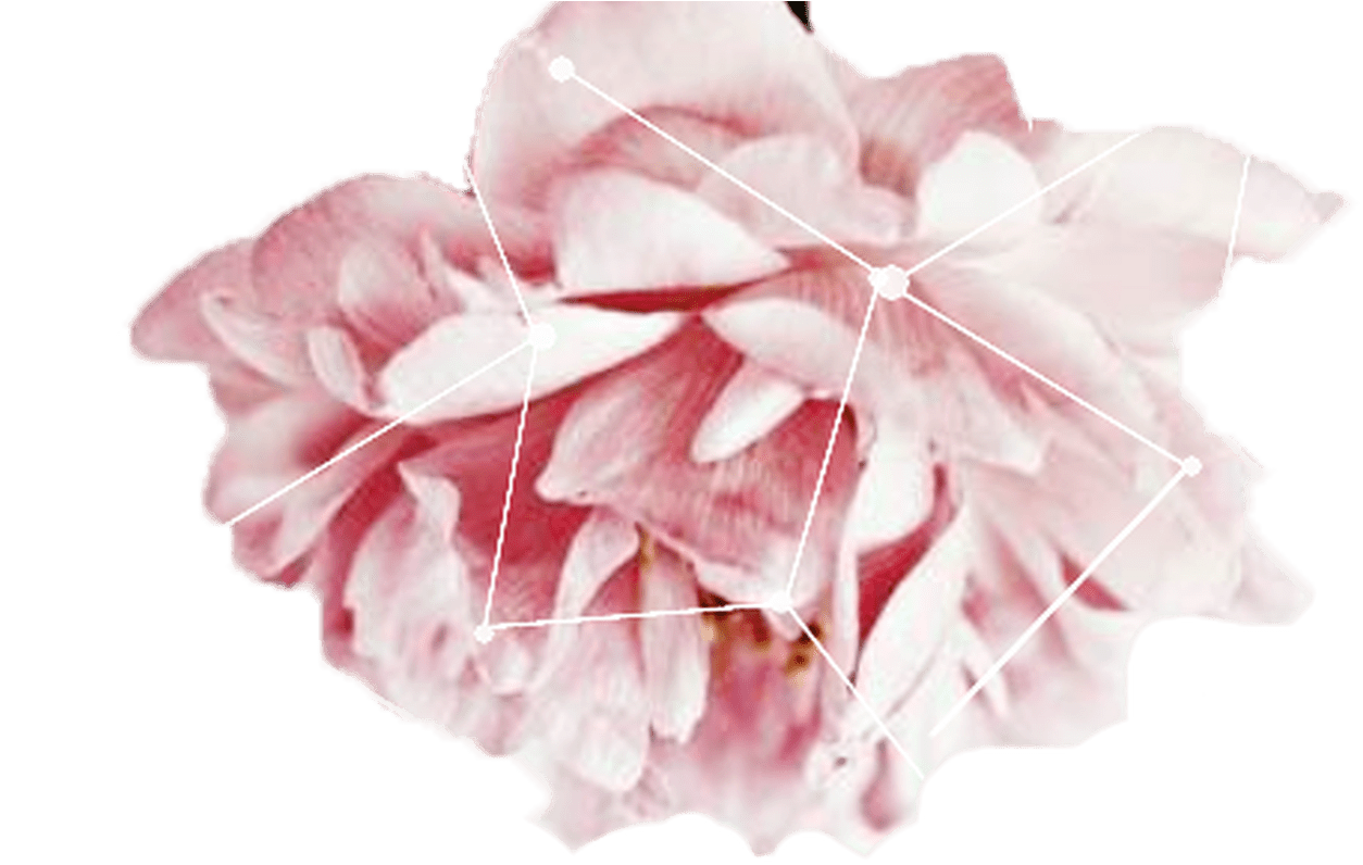 Tumblr Transparents Google Search Png Pinterest Texting - Craftsbyalexseger Nature Plugs (6g-7/8" And Stud Earrings (1368x855), Png Download