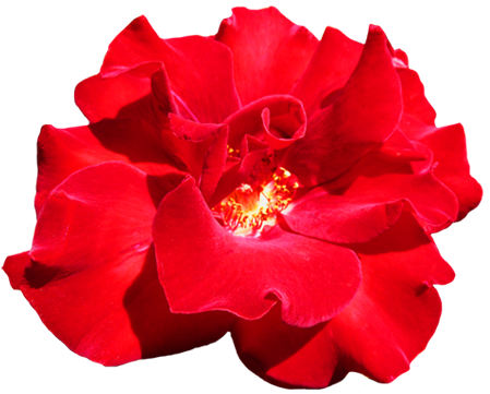 Pink Rose Clipart Png Tumblr - Red Pink Flowers Png (472x387), Png Download