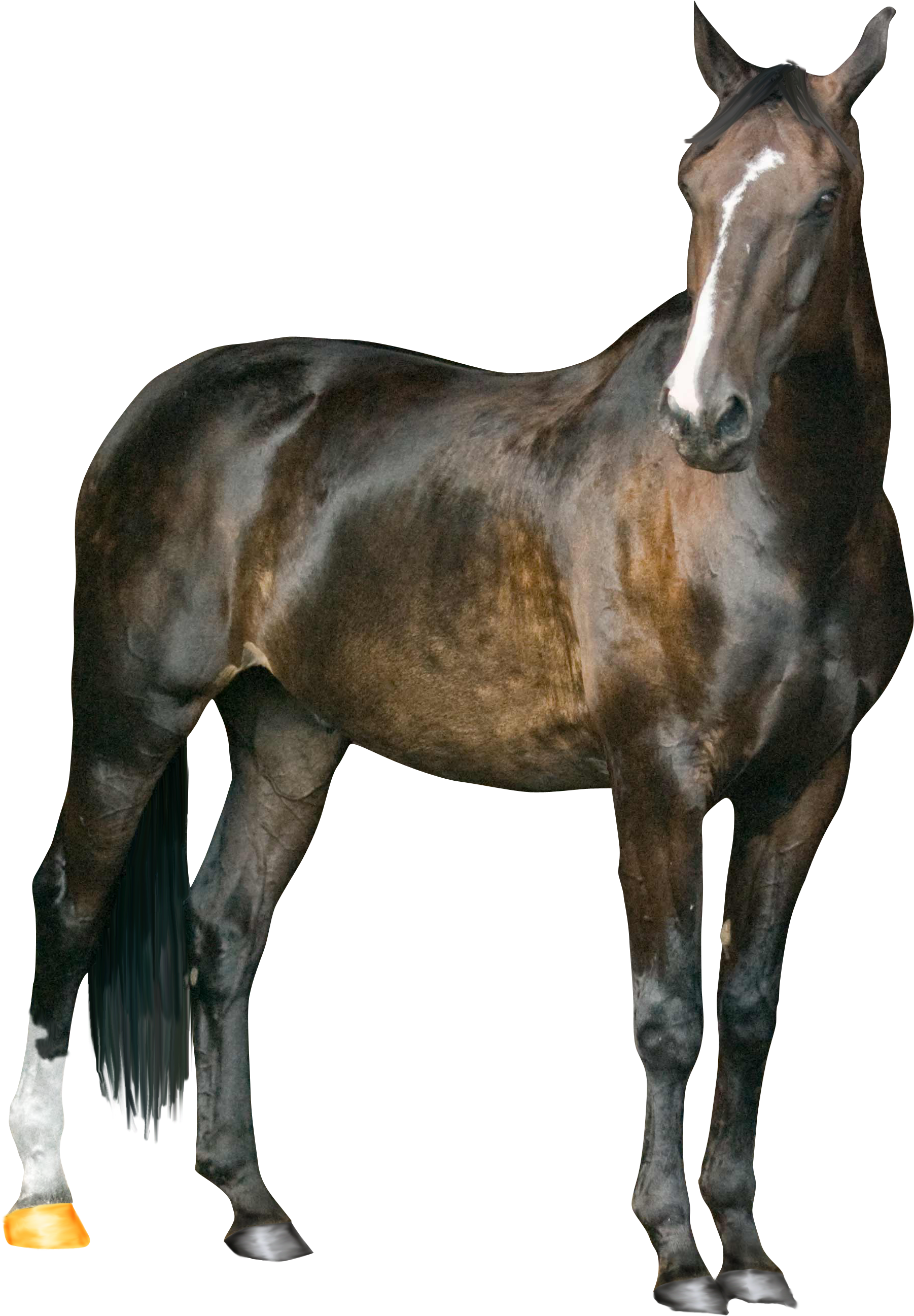 Horse Png Image Png Image (2556x2723), Png Download