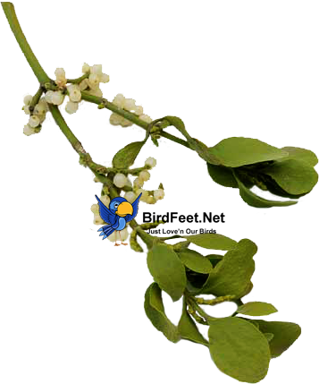 Mistletoe Is Often Planted By Wild Birds, You Can Grow - Birdfeet.net (357x429), Png Download