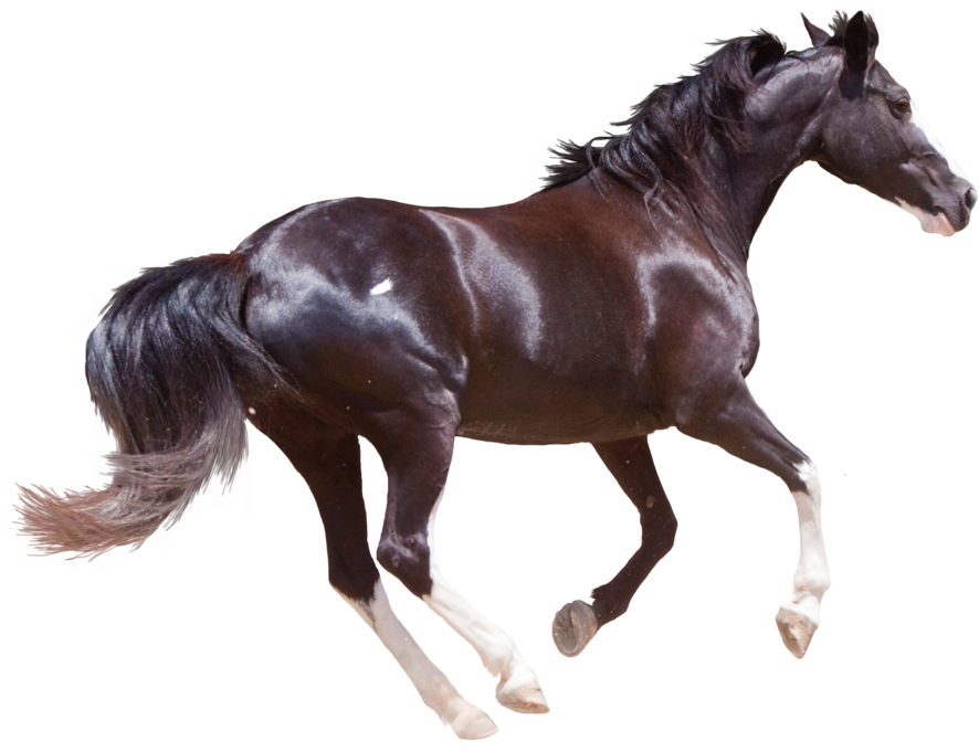 Horse Png High-quality Image - Horse Hd Images Png (900x681), Png Download