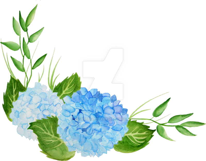 Hydrangea With Italian Crocus - Watercolor Hydrangea Png (800x628), Png Download