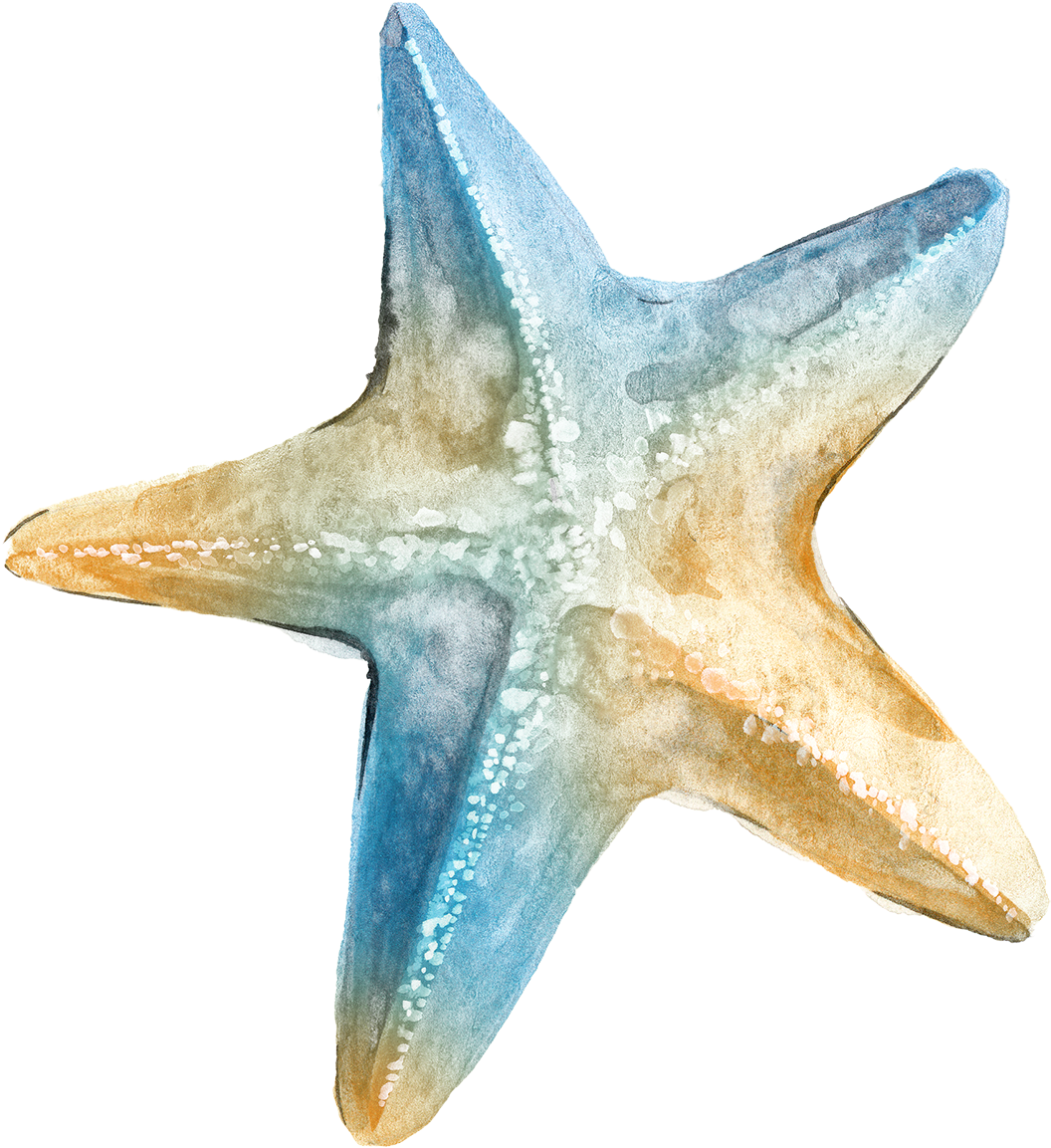 Logo Ta Clip Art - Transparent Background Sea Star Png (2400x2400), Png Download