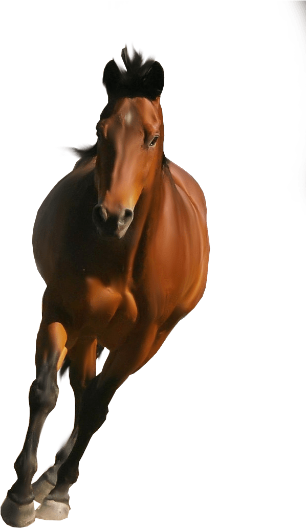 Horse Front - Horse Png Images Hd (716x1115), Png Download