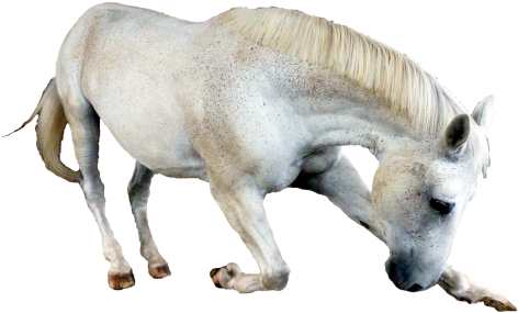 Horse Png Transparent Image - Horse (500x331), Png Download