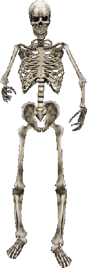 Skeleton Mw - Skeleton Png (350x557), Png Download