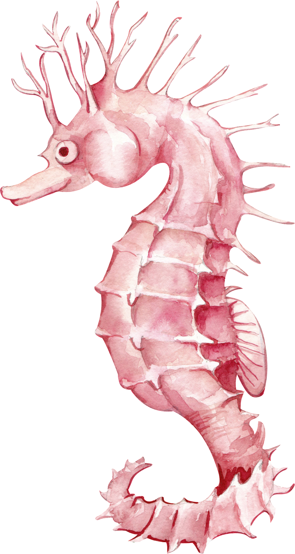 Watercolor Seahorse Cartoon Transparent - Portable Network Graphics (1024x1925), Png Download