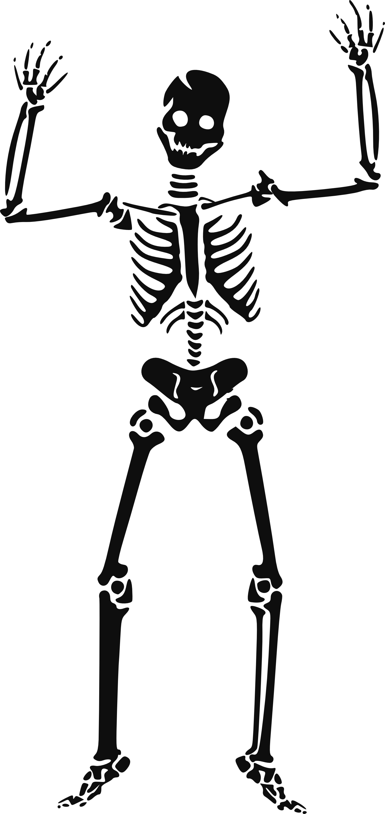Skeleton Png - Skeleton Clipart (1514x3200), Png Download