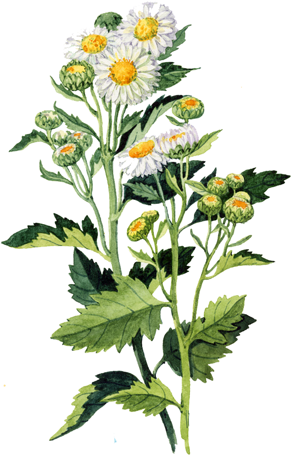 Watercolour Flowers Watercolor Painting Chrysanthemum - Watercolour Daisy Png (641x911), Png Download