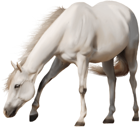 Beautiful White Horse - Free Transparent Background Horse (620x600), Png Download