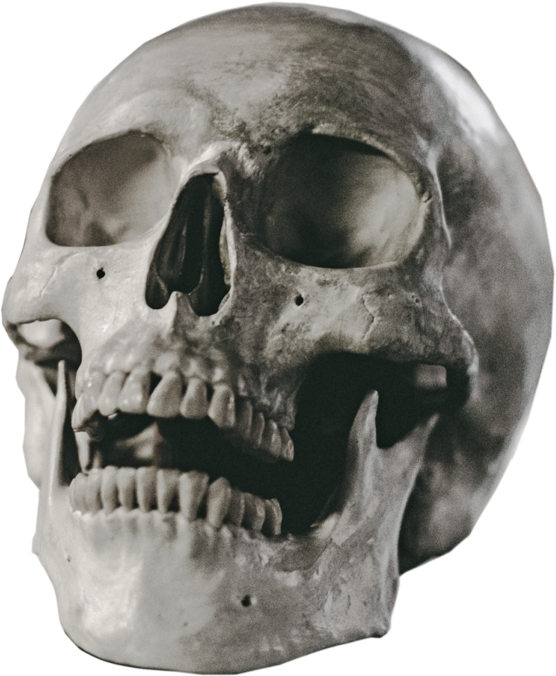 Halloween Skull Vector Free Png Background Image - Skull (831x1024), Png Download
