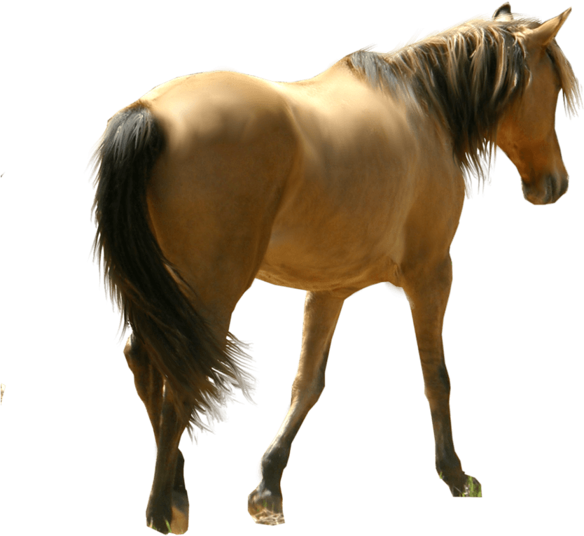 Horses Png No Background (900x887), Png Download