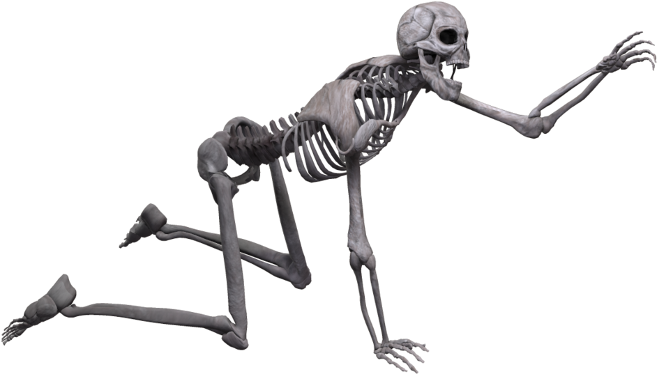 Skeleton Png (1024x639), Png Download