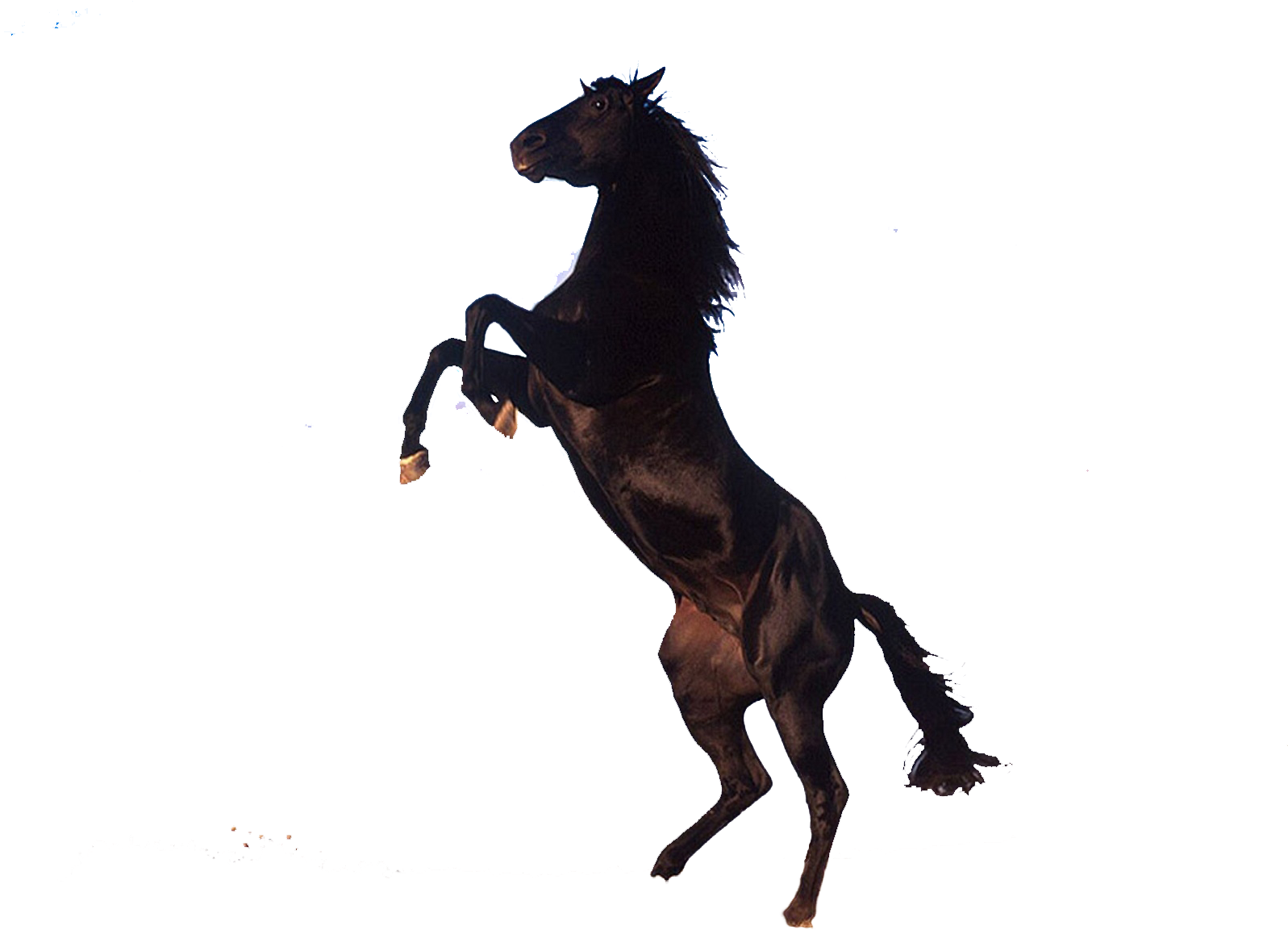 Png Transparent See-through Background - Horse On Its Back Legs (1600x1200), Png Download