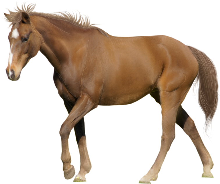 Download - Horse Transparent Background (900x676), Png Download