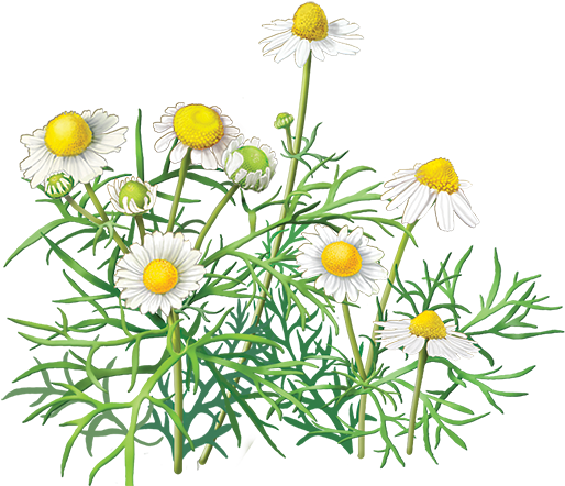 Clip Freeuse Collection Of Free Clipart Transparent - Alvita - Organic Chamomile Tea Caffeine Free - 24 Tea (600x560), Png Download