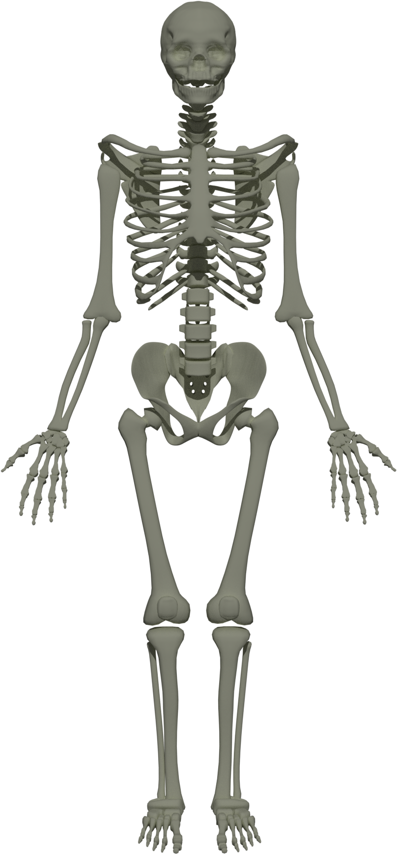 201805 Human Skeleton - Struktur Manusia (1920x1920), Png Download