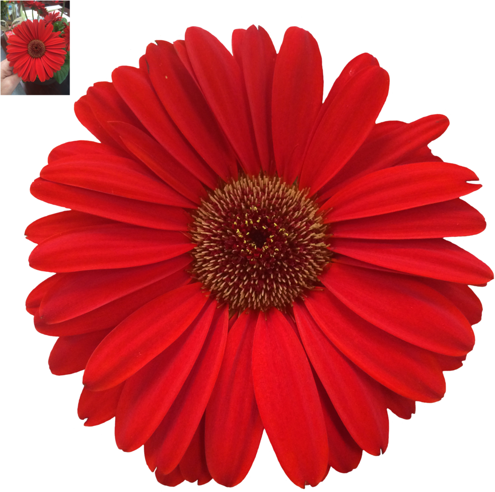 Daisy Png Photos - Margaritas De Colores Png (1024x1021), Png Download