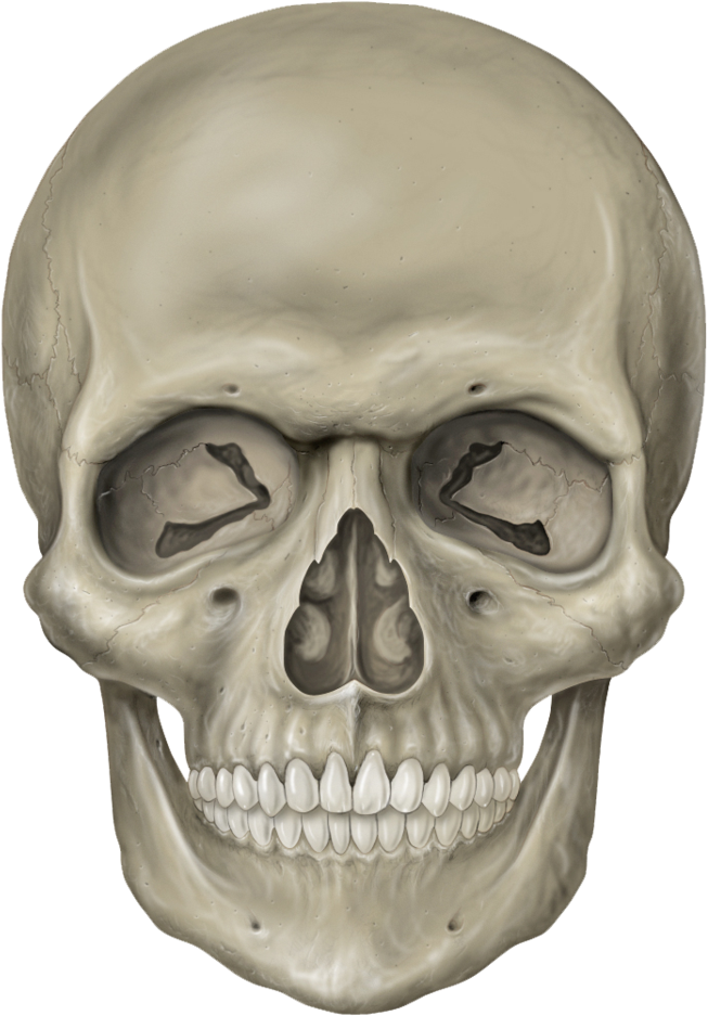 Skeleton Head Free Download Png - Skeleton Head Png (776x1029), Png Download