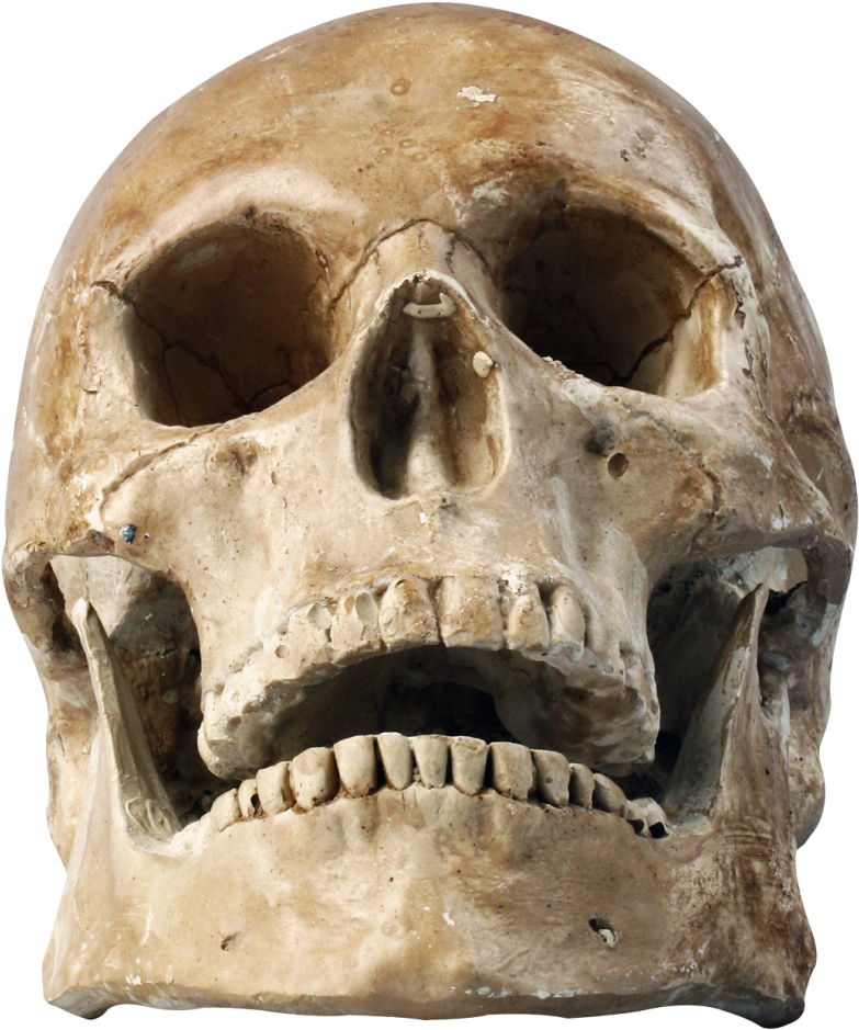 Skull Png Transparent Image - Png Skull (500x600), Png Download