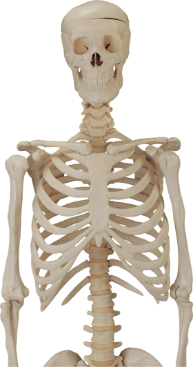 Download Body Skeleton Skeleton Png For Picsart Full Size Png Image Pngkit