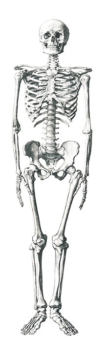 Skeleton Png - Osteoporosis Black And White (540x720), Png Download