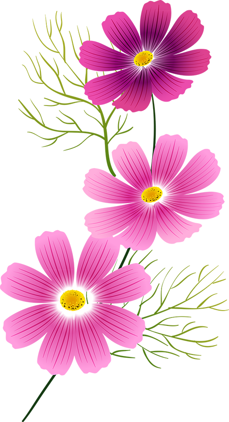 Tubes Fleurs - Cosmos Flower Art Clip (465x856), Png Download