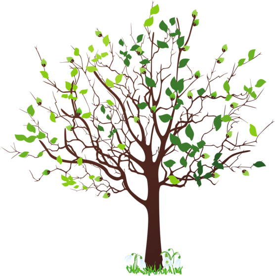 Spring Tree With Snowdrops Png Clipart Picture - Spring Tree Clipart (586x600), Png Download