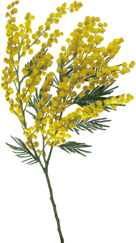 Goldenrod Drawing Watercolor Clip Art Freeuse Stock - Per La Festa Della Donna (446x800), Png Download