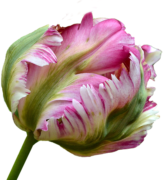 Tulip-1978165 640 - Soft Pink Parrot Tulip Pink (640x610), Png Download